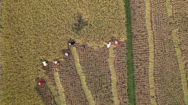 A drone shot capturing a large field with a variety of crops. The crops are arranged in different patterns and are labeled with QR codes. A farmer is seen walking nearby, holding a device (tablet or smartphone). The image showcases the integration of technology in modern farming
