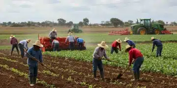 Agricultores mexicanos sembrando y cosechando con equipos modernos, simbolizando progreso y apoyo gubernamental en el campo.